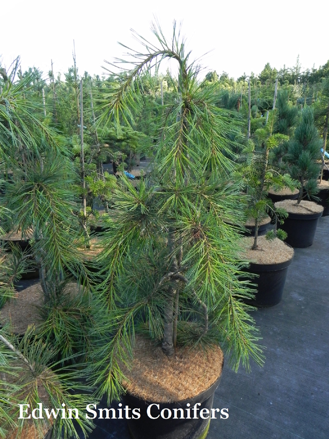 Pinus monticola 'Pendula'